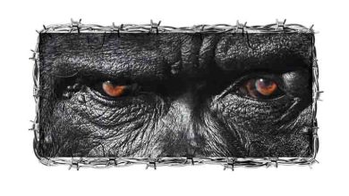 Joey B, Gorilla, Yaw Tog,