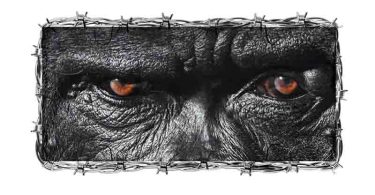 Joey B, Gorilla, Yaw Tog,