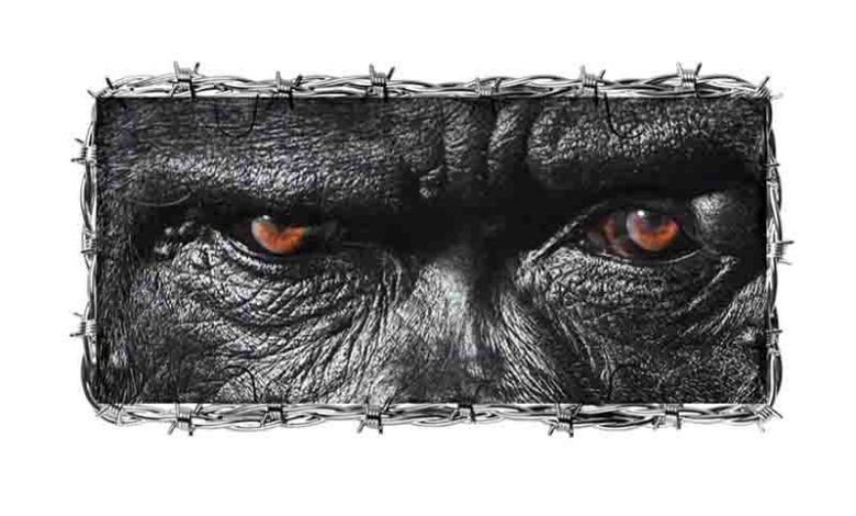 Joey B, Gorilla, Yaw Tog,