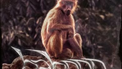 Lyrical Joe - Baboon (Amerado Diss 2)