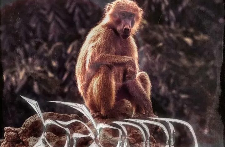 Lyrical Joe - Baboon (Amerado Diss 2)