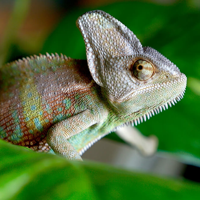 Odaamaniba - Abosomakotre