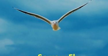 Safo Newman - Sorrow Fly