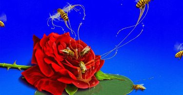 Boj - Love Garden Ft. Adekunle Gold