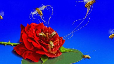 Boj - Love Garden Ft. Adekunle Gold