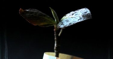 Black and Odd - Prayer